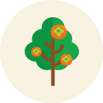 한 가정 한 나무, 단감나무 입양 프로그램